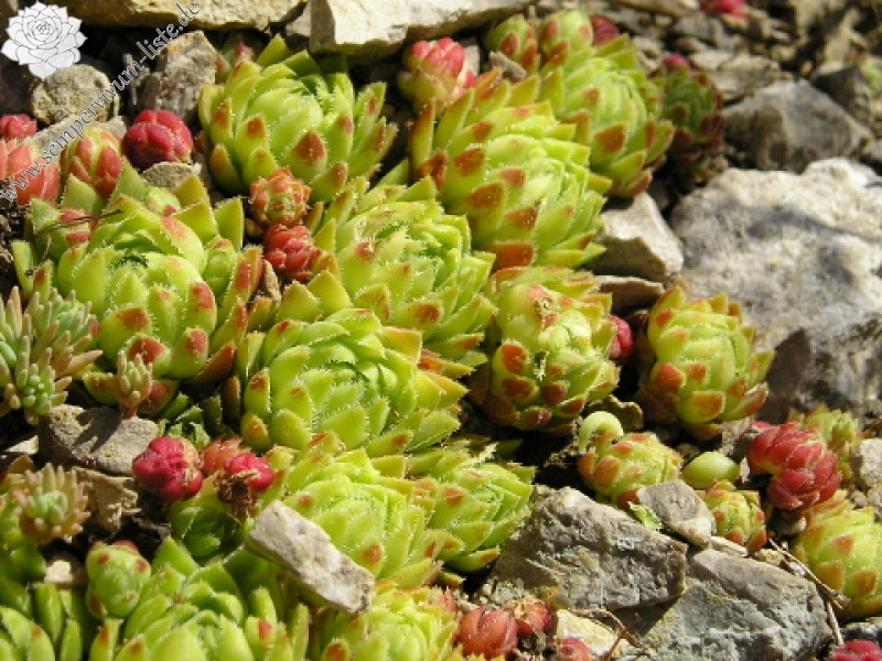 globiferum ssp. hirtum (hirtum) from Bicaz Chei (westl.)