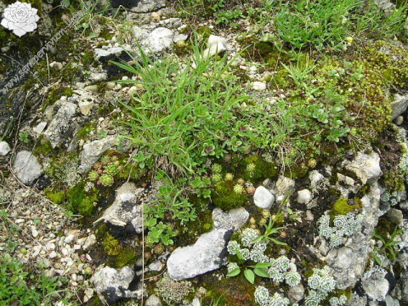 globiferum ssp. hirtum (hirtum) from Ceahlau
