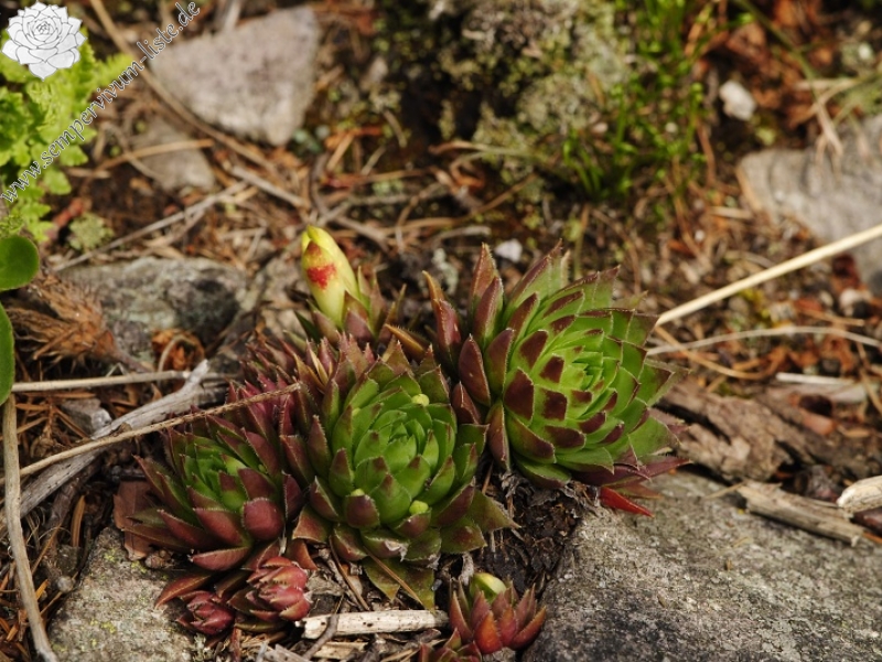 globiferum ssp. hirtum (hirtum) from Jaseňová skala