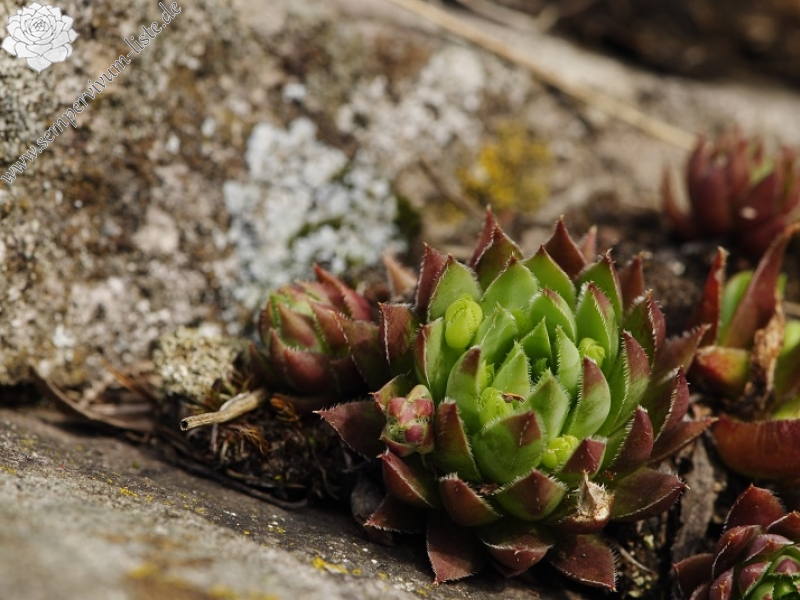 globiferum ssp. hirtum (hirtum) from Jaseňová skala