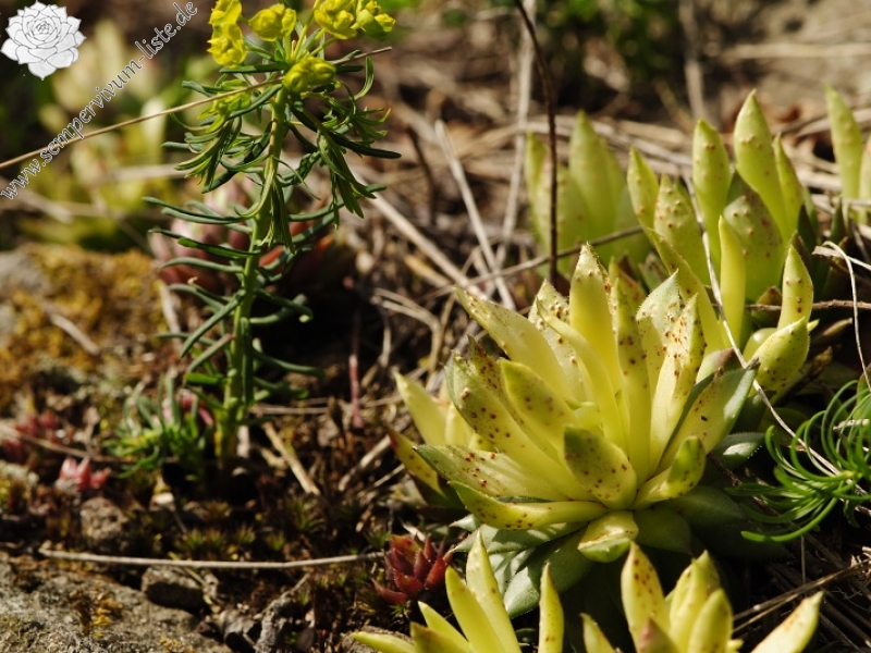 globiferum ssp. hirtum (hirtum) from Jaseňová skala