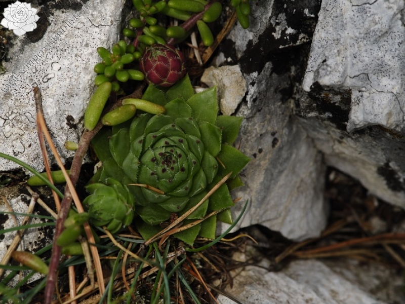 globiferum ssp. hirtum (hirtum) from Kyseľ, Abhang