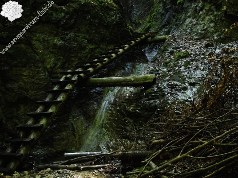 globiferum ssp. hirtum (hirtum) from Kyseľ, Abhang