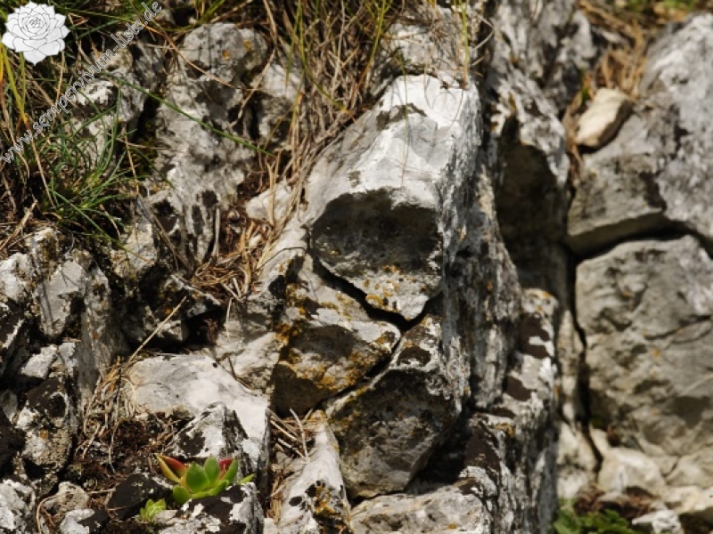 globiferum ssp. hirtum (hirtum) from Kyseľ, Abhang