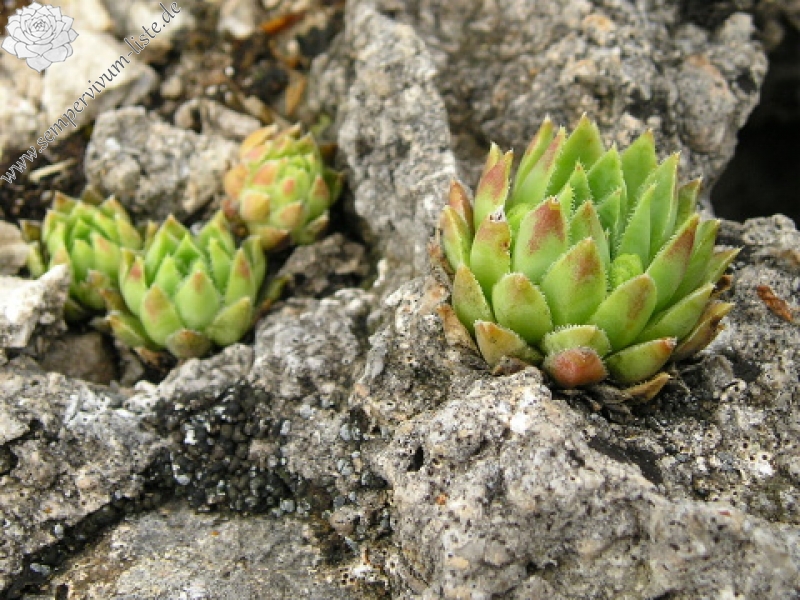 globiferum ssp. hirtum (hirtum) from Muránsky hrad