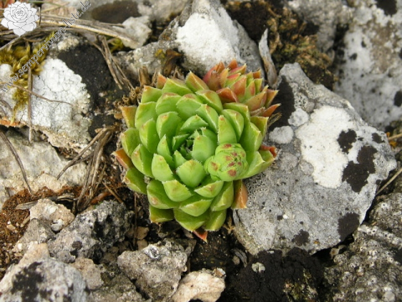 globiferum ssp. hirtum (hirtum) from Muránsky hrad
