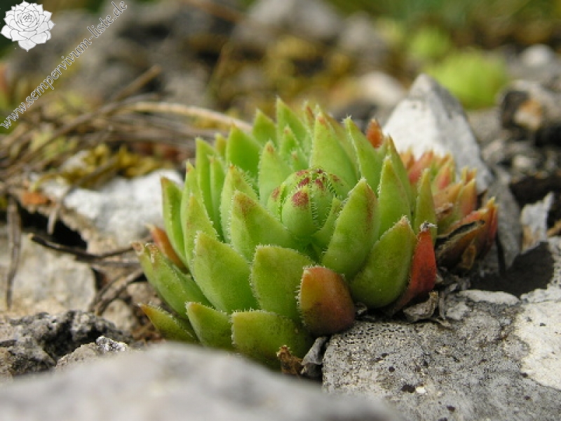 globiferum ssp. hirtum (hirtum) from Muránsky hrad