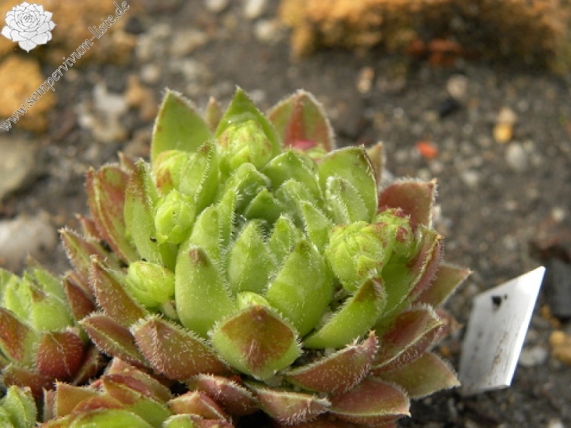 globiferum ssp. hirtum (hirtum) from Poludnica