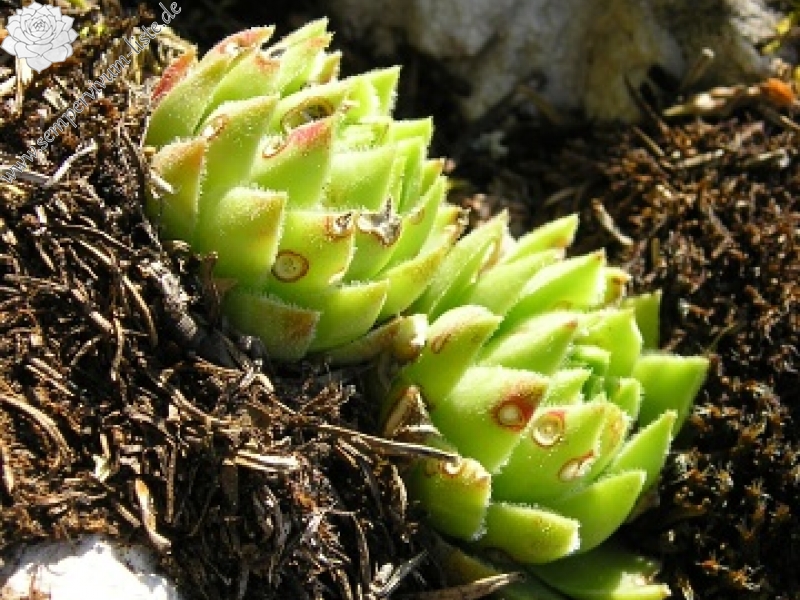 globiferum ssp. hirtum (hirtum) from Poludnica