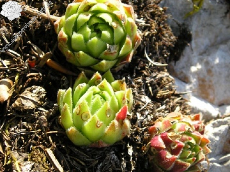 globiferum ssp. hirtum (hirtum) from Poludnica