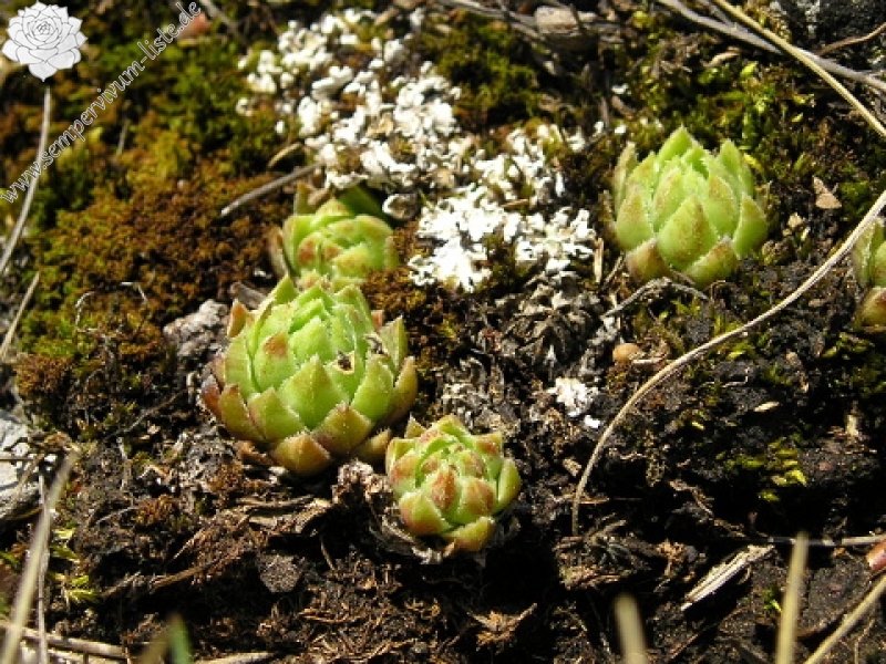 globiferum ssp. hirtum (hirtum) from Poludnica
