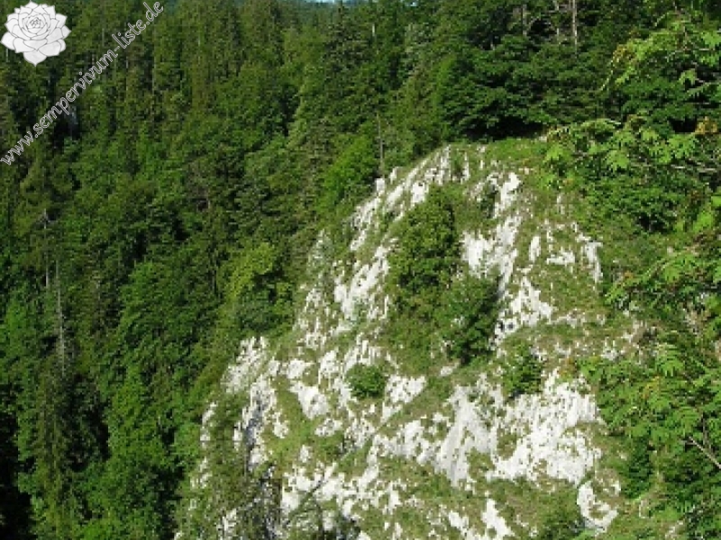 globiferum ssp. hirtum (hirtum) from Poludnica
