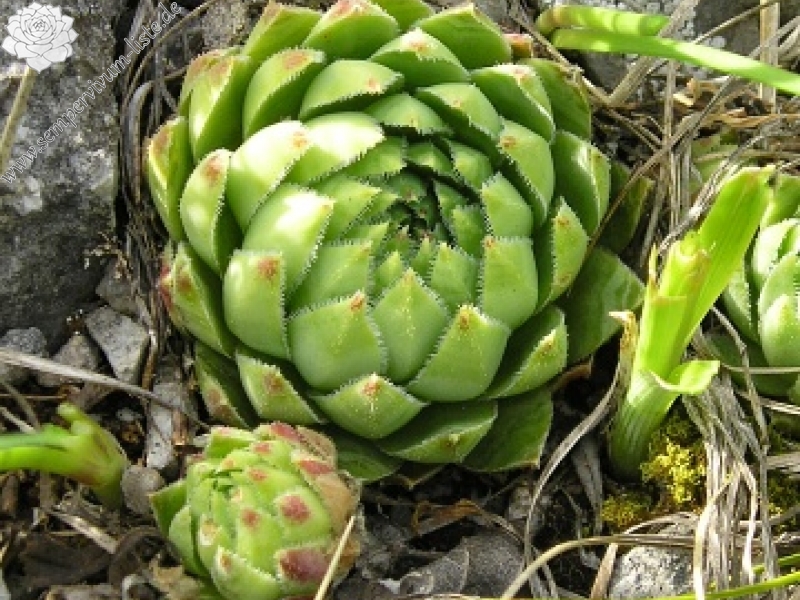 globiferum ssp. hirtum (hirtum) from Šarkanica