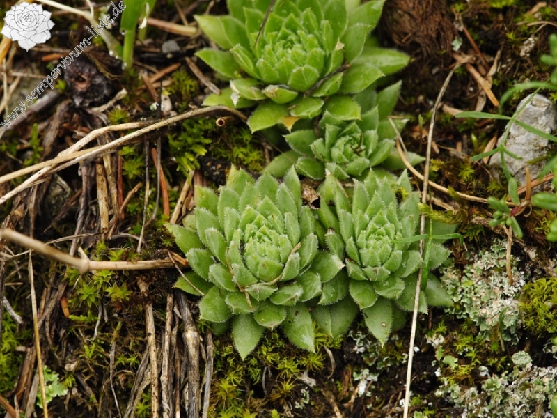 globiferum ssp. hirtum (hirtum) from Stratená, unter dem Dorf