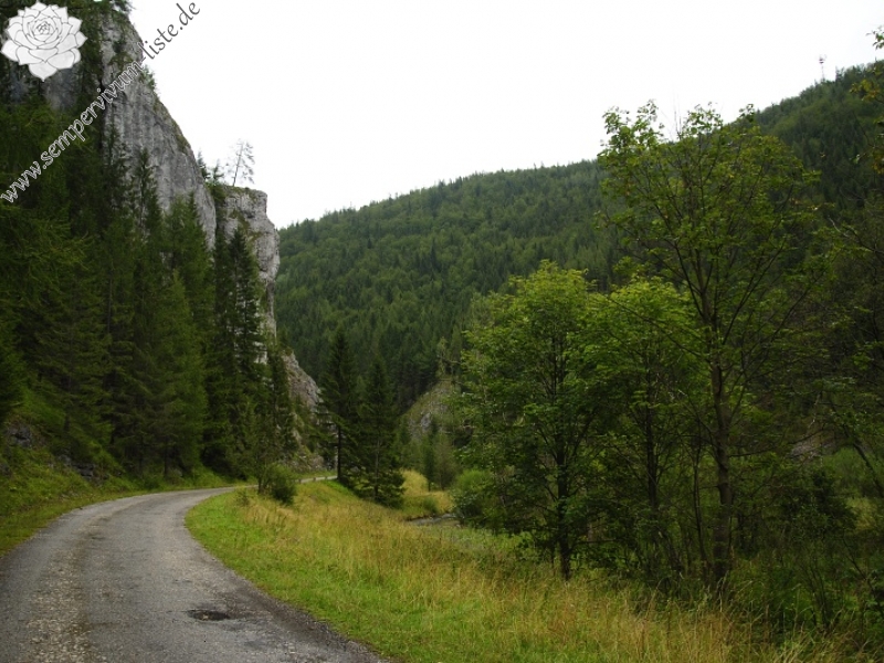globiferum ssp. hirtum (hirtum) from Stratená, unter dem Dorf