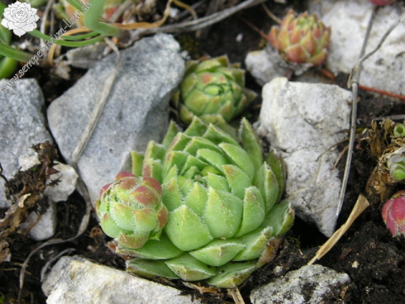 globiferum ssp. hirtum (hirtum) from Voniaca