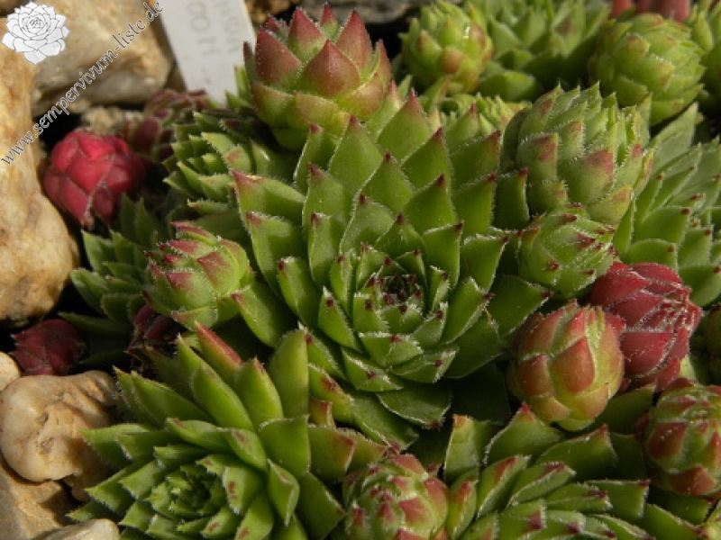 globiferum ssp. hirtum (hirtum) from Voniaca