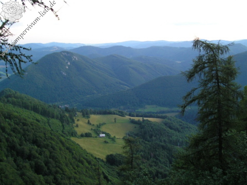 globiferum ssp. hirtum (hirtum) from Voniaca