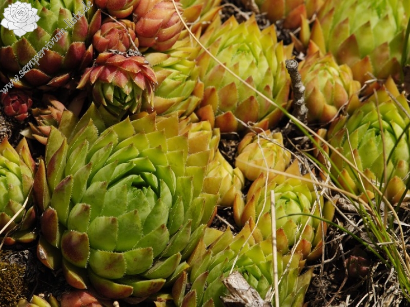 globiferum ssp. hirtum (hirtum) from Žarnov