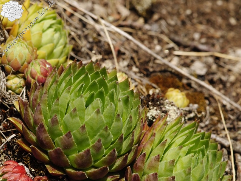 globiferum ssp. hirtum (hirtum) from Žarnov