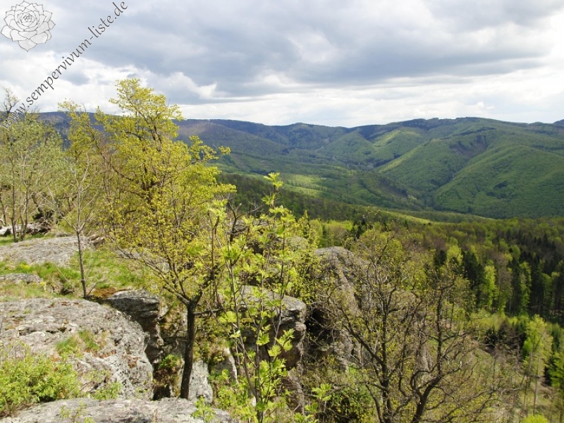 globiferum ssp. hirtum (hirtum) from Žarnov