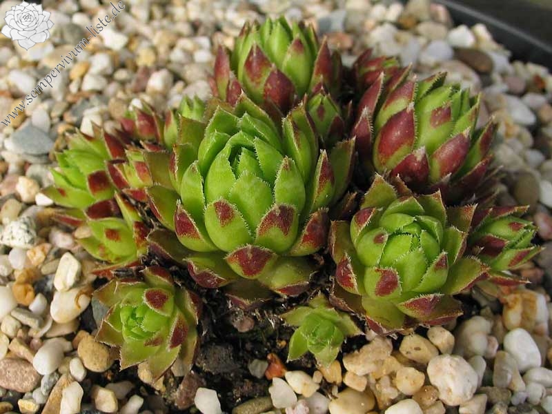 globiferum ssp. hirtum (neilreichii)