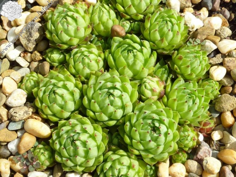 globiferum ssp. hirtum (neilreichii)