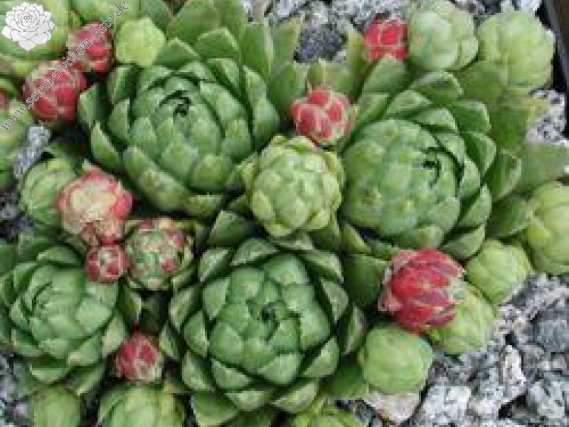 globiferum ssp. hirtum (neilreichii)