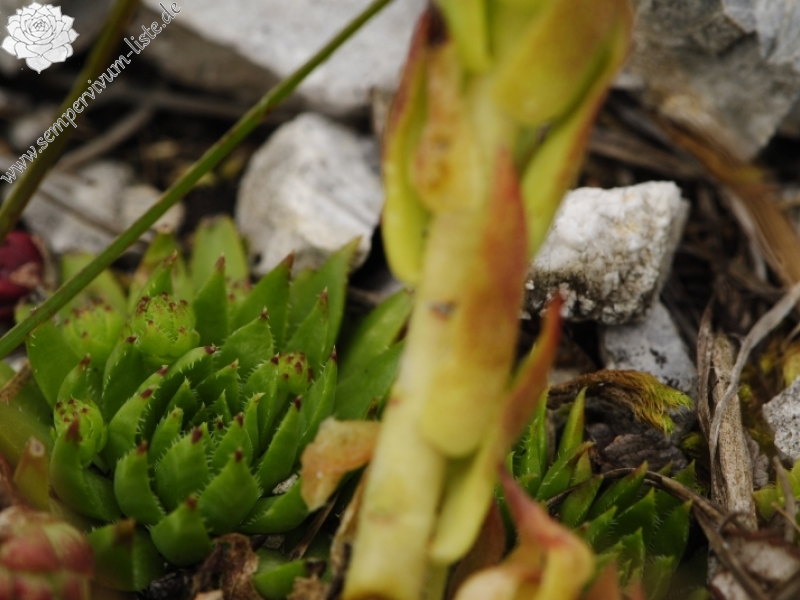 globiferum ssp. hirtum (preissianum) from Bielé skaly, Sattel Vráta