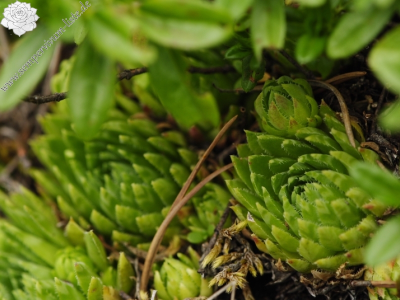 globiferum ssp. hirtum (preissianum) from Bielé skaly, Sattel Vráta