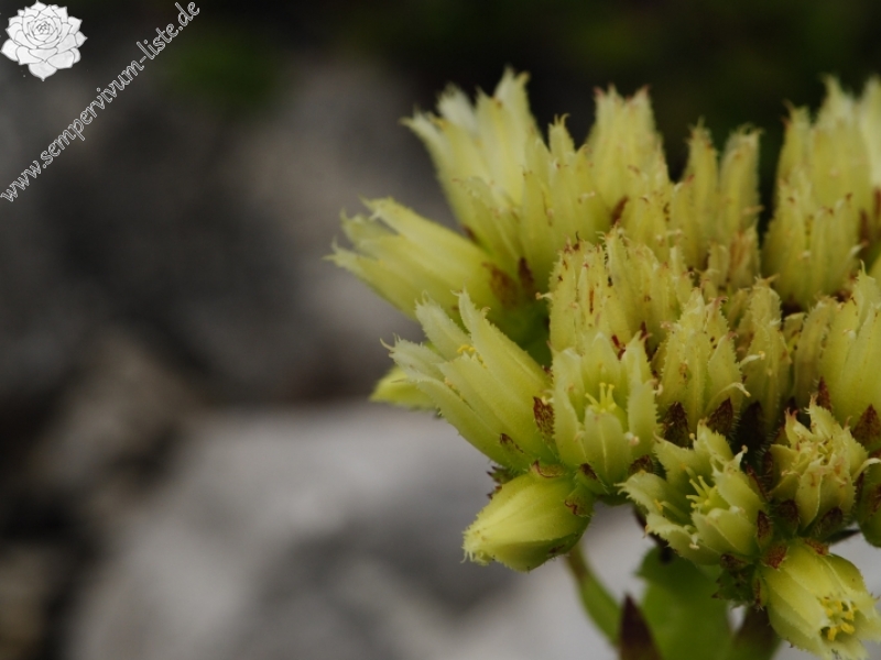 globiferum ssp. hirtum (preissianum) from Bielé skaly, Sattel Vráta