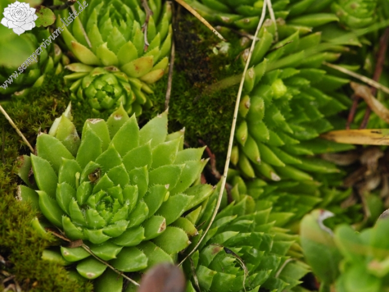 globiferum ssp. hirtum (preissianum) from Hromové NO