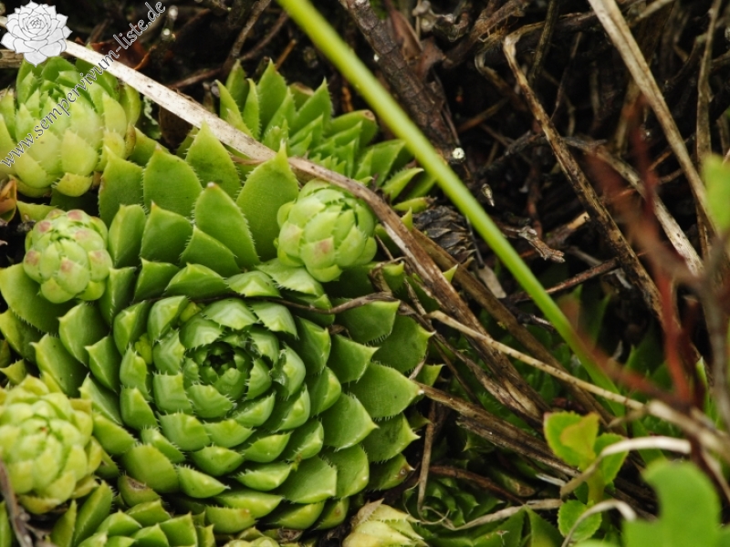 globiferum ssp. hirtum (preissianum) from Hromové NO