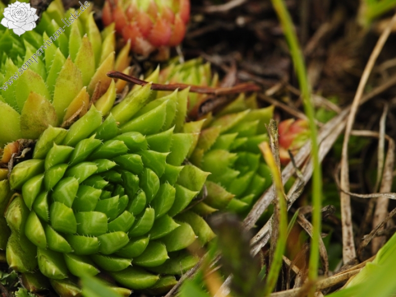 globiferum ssp. hirtum (preissianum) from Hromové NO