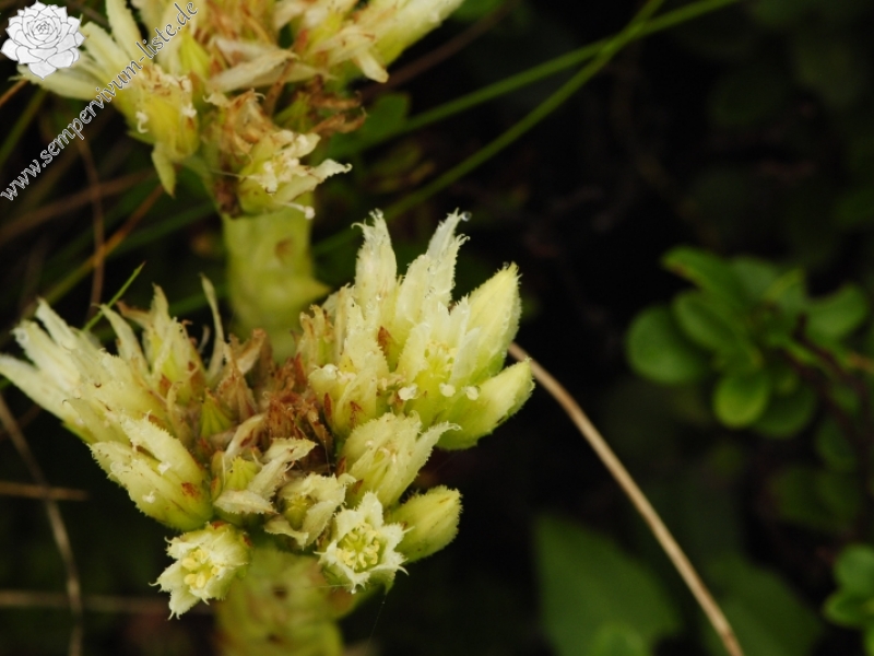 globiferum ssp. hirtum (preissianum) from Hromové NO