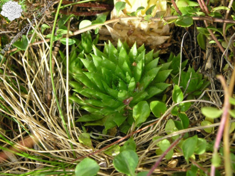 globiferum ssp. hirtum (preissianum) from Hromové