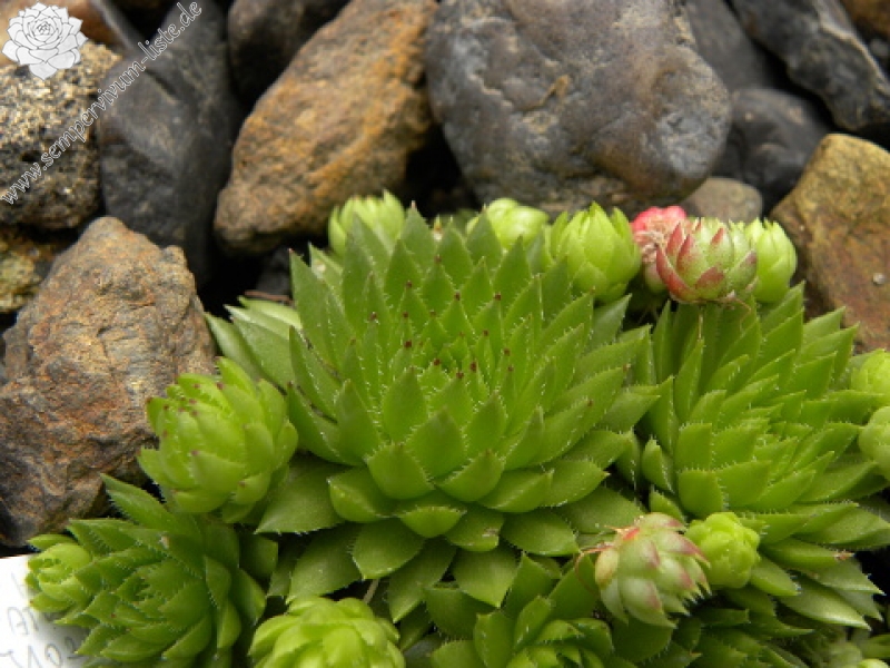 globiferum ssp. hirtum (preissianum) from Hromové