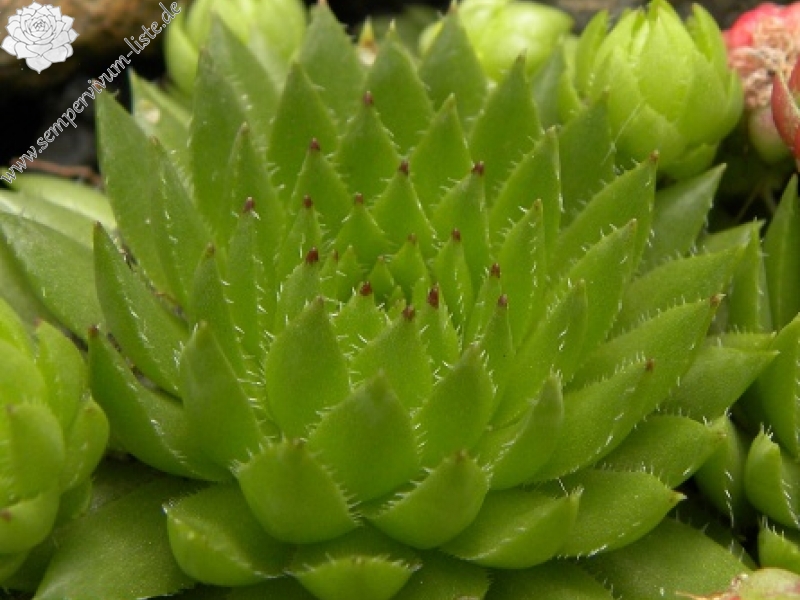 globiferum ssp. hirtum (preissianum) from Hromové