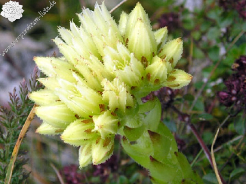 globiferum ssp. hirtum (preissianum) from Hromové