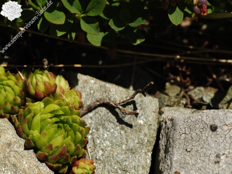 globiferum ssp. hirtum (preissianum) from Jarzabczy Wierch, NO Abhang