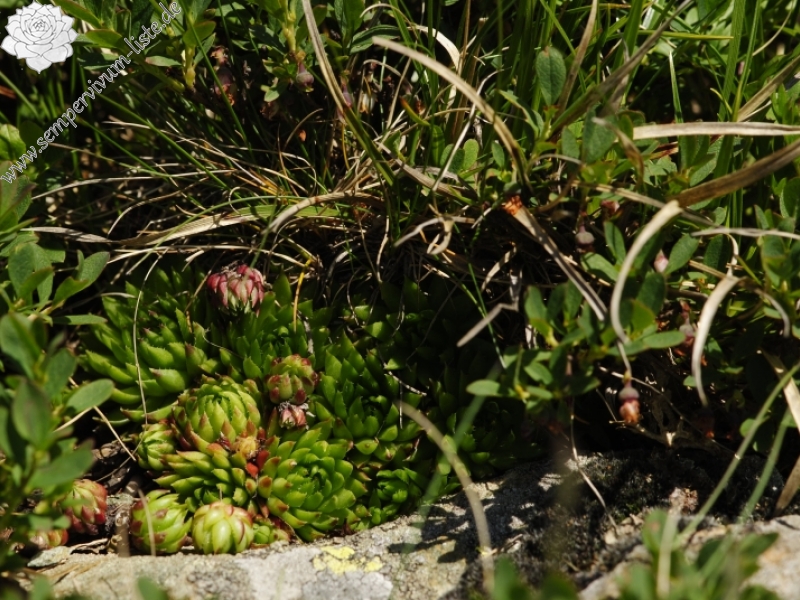 globiferum ssp. hirtum (preissianum) from Jarzabczy Wierch, NO Abhang