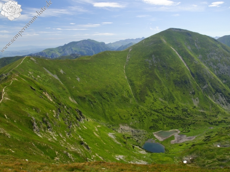 globiferum ssp. hirtum (preissianum) from Jarzabczy Wierch, NO Abhang