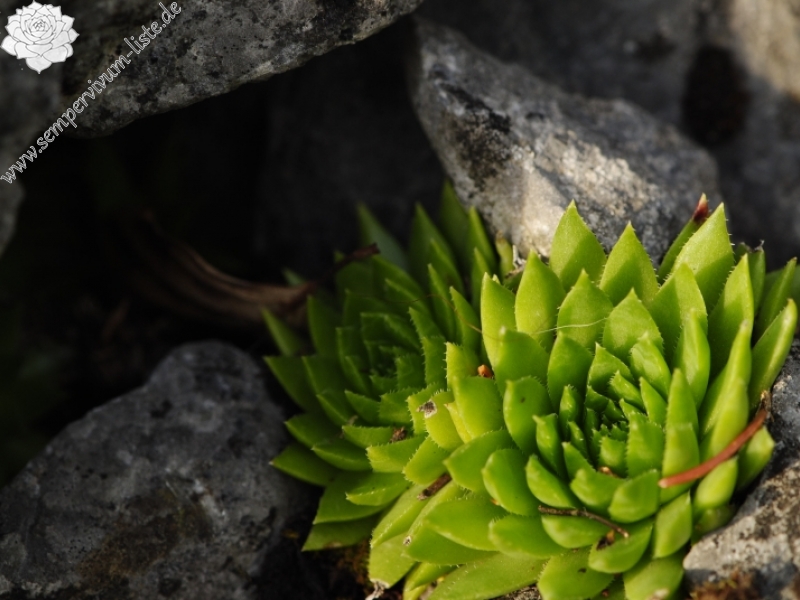 globiferum ssp. hirtum (preissianum) from Javorina