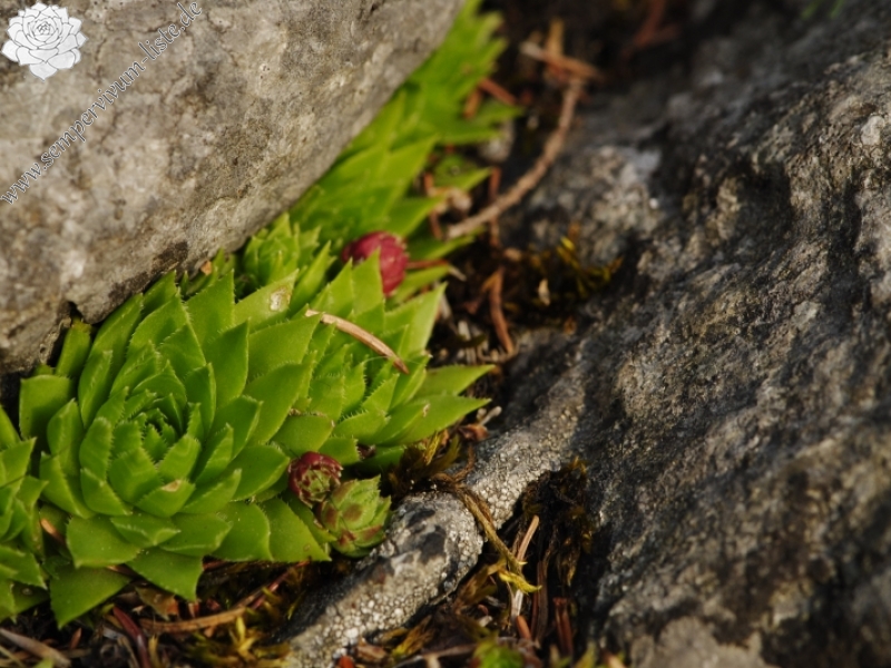 globiferum ssp. hirtum (preissianum) from Javorina