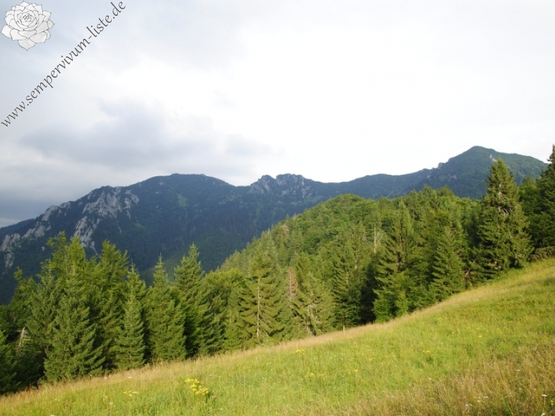globiferum ssp. hirtum (preissianum) from Javorina