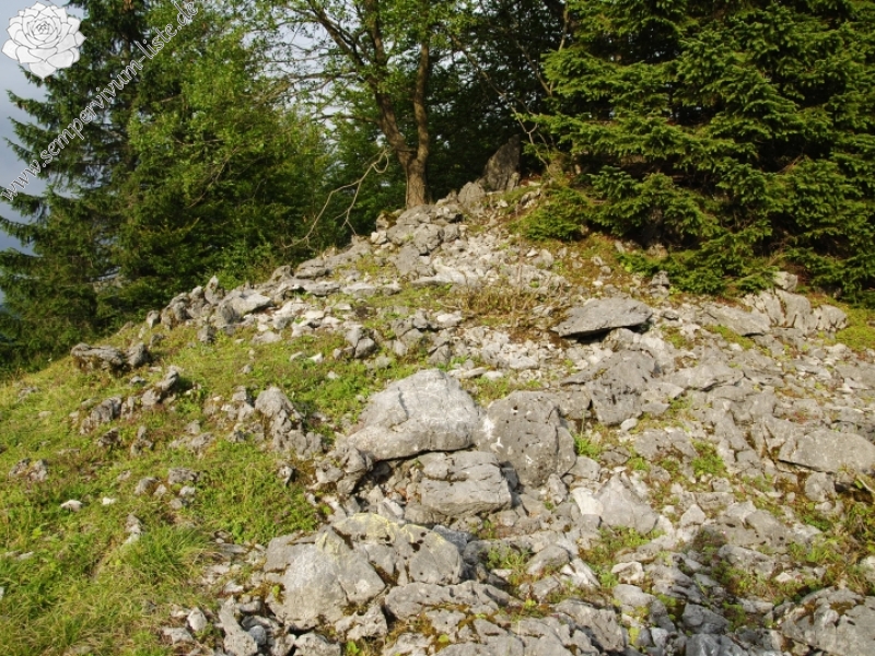 globiferum ssp. hirtum (preissianum) from Javorina