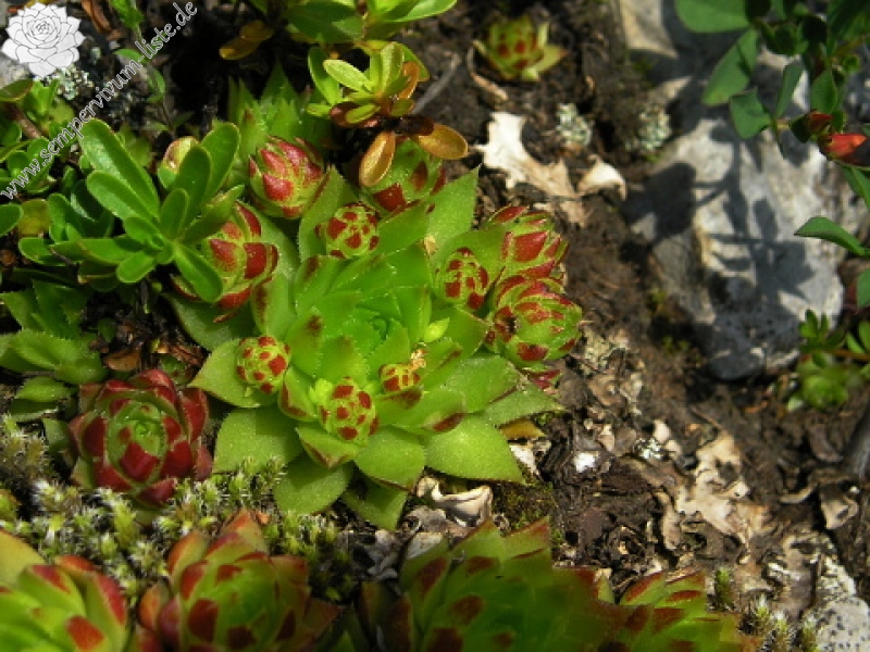 globiferum ssp. hirtum (preissianum) from Koniarky