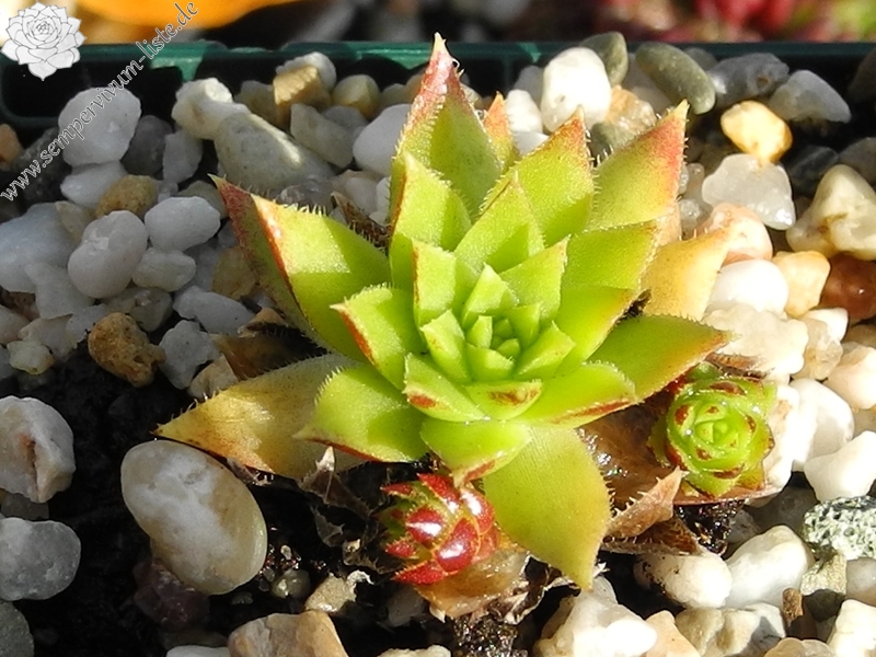 globiferum ssp. hirtum (preissianum) from Koniarky