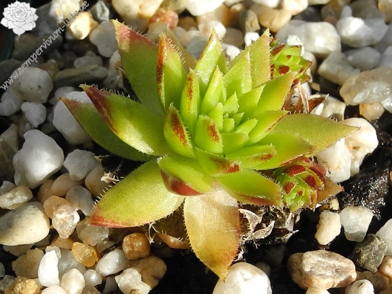 globiferum ssp. hirtum (preissianum) from Koniarky
