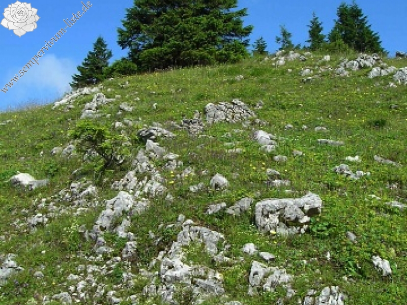 globiferum ssp. hirtum (preissianum) from Koniarky